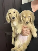 Luciano, a male Dachshund for sale in Okeechobee, FL – Photo 6 of 10