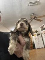 Jolene, a female Miniature Dachshund for sale in Okeechobee, FL – 6 of 10