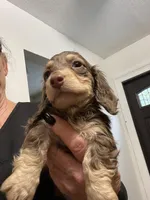 Jolene, a female Miniature Dachshund for sale in Okeechobee, FL – 2 of 10