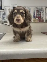Jolene, a female Miniature Dachshund for sale in Okeechobee, FL – 4 of 10