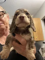 Jolene, a female Miniature Dachshund for sale in Okeechobee, FL – 3 of 10