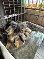 Jolene, a female Miniature Dachshund for sale in Okeechobee, FL – 9 of 10