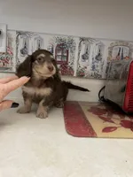 Jolene, a female Miniature Dachshund for sale in Okeechobee, FL – 5 of 10