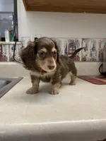 Jolene, a female Miniature Dachshund for sale in Okeechobee, FL – 8 of 10