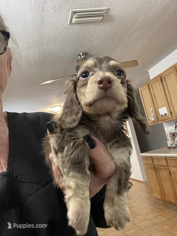 Jolene – Miniature Dachshund puppy for sale in Okeechobee, FL