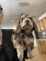Jolene, a female Miniature Dachshund for sale in Okeechobee, FL – 1 of 10