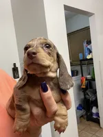 Diamond, a female Miniature Dachshund for sale in Okeechobee, FL – 2 of 9