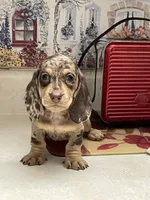 Diamond, a female Miniature Dachshund for sale in Okeechobee, FL – 4 of 9