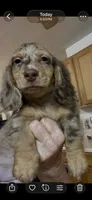 Poncho, a male Miniature Dachshund for sale in Okeechobee, FL – 6 of 10