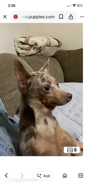 Pete – Chihuahua puppy for sale in Okeechobee, FL