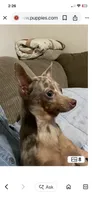 Pete, a male Chihuahua for sale in Okeechobee, FL – 1 of 10