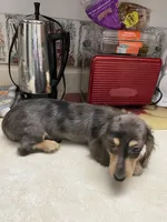 Titan, a male Miniature Dachshund for sale in Okeechobee, FL – 8 of 10