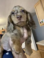 Poncho, a male Miniature Dachshund for sale in Okeechobee, FL – 4 of 10