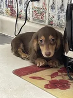 Shorty, a male Miniature Dachshund for sale in Okeechobee, FL – 5 of 7