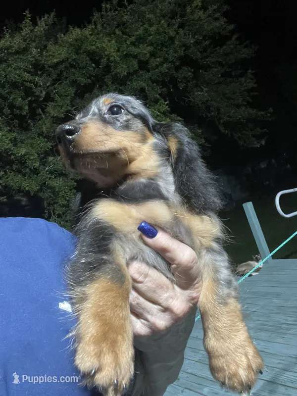 Blake – Miniature Dachshund puppy for sale in Okeechobee, FL