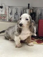 Silk, a male Miniature Dachshund for sale in Okeechobee, FL – 8 of 10