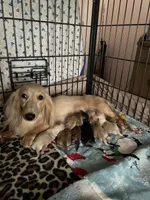 Sweets, a female Miniature Dachshund for sale in Okeechobee, FL – 6 of 6