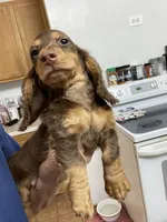 Lane, a male Miniature Dachshund for sale in Okeechobee, FL – 7 of 10