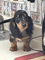 Blake, a male Miniature Dachshund for sale in Okeechobee, FL – 3 of 10