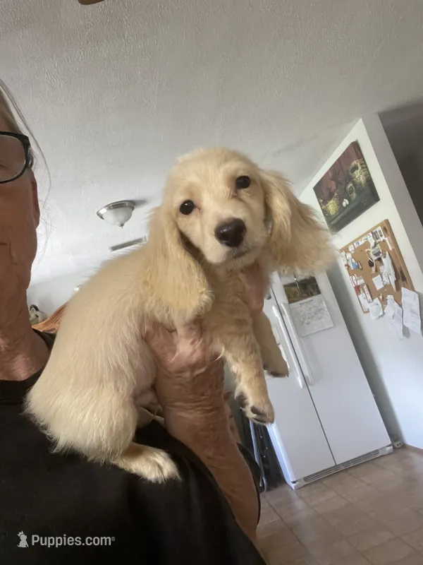 Winter – Miniature Dachshund puppy for sale in Okeechobee, FL