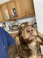 Lane, a male Miniature Dachshund for sale in Okeechobee, FL – 2 of 10