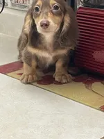 Shorty, a male Miniature Dachshund for sale in Okeechobee, FL – 2 of 7