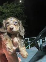 Victoria, a female Miniature Dachshund for sale in Okeechobee, FL – 4 of 6