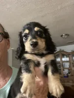 Beauty , a female Miniature Dachshund for sale in Okeechobee, FL – 2 of 6