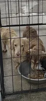 Silver, a male Miniature Dachshund for sale in Okeechobee, FL – 7 of 8