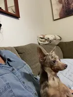 Pete, a male Chihuahua for sale in Okeechobee, FL – 2 of 10