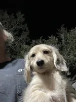 Fluffy, a male Miniature Dachshund for sale in Okeechobee, FL – Photo 2 of 10