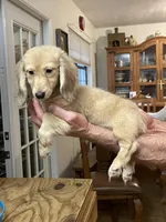 Fluffy, a male Miniature Dachshund for sale in Okeechobee, FL – Photo 7 of 10