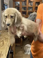 Fluffy, a male Miniature Dachshund for sale in Okeechobee, FL – Photo 4 of 10