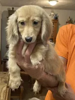 Fluffy, a male Miniature Dachshund for sale in Okeechobee, FL – Photo 3 of 10