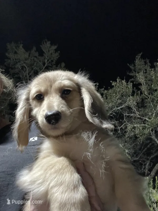 Fluffy – Miniature Dachshund puppy for sale in Okeechobee, FL