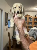 Fluffy, a male Miniature Dachshund for sale in Okeechobee, FL – Photo 8 of 10