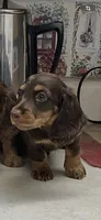 Victoria, a female Miniature Dachshund for sale in Okeechobee, FL – 5 of 6