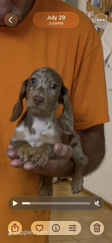 Diamond – Miniature Dachshund puppy for sale in Okeechobee, FL