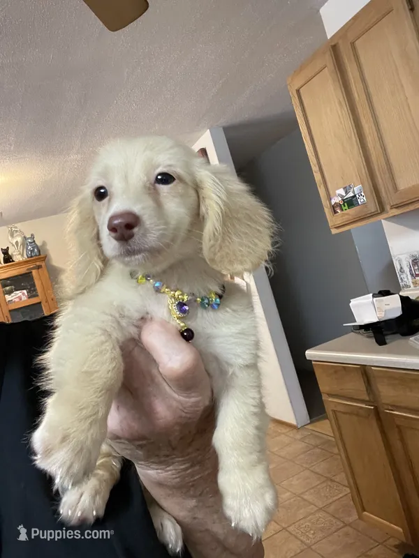 Sweets – Miniature Dachshund puppy for sale in Okeechobee, FL