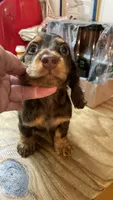 Victoria, a female Miniature Dachshund for sale in Okeechobee, FL – 2 of 6