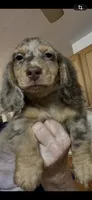 Poncho, a male Miniature Dachshund for sale in Okeechobee, FL – 5 of 10