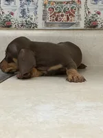 Beanie, a male Miniature Dachshund for sale in Okeechobee, FL – 4 of 10