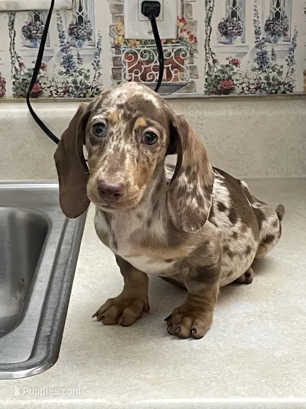 Diamond – Miniature Dachshund puppy for sale in Okeechobee, FL