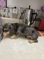 Titan, a male Miniature Dachshund for sale in Okeechobee, FL – 9 of 10