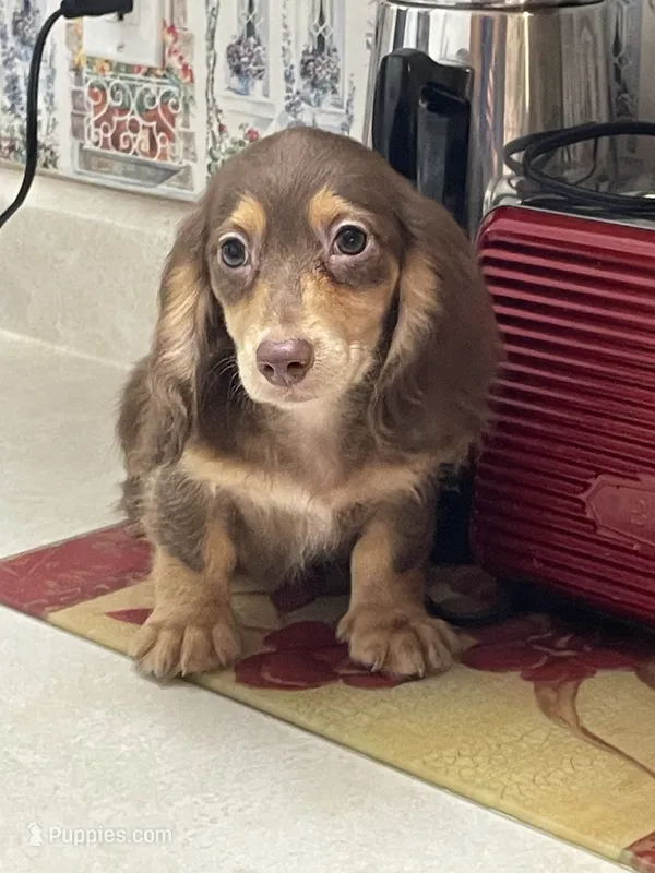 Shorty – Miniature Dachshund puppy for sale in Okeechobee, FL