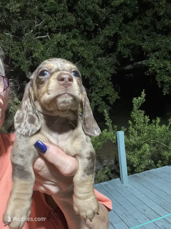 Diamond – Miniature Dachshund puppy for sale in Okeechobee, FL