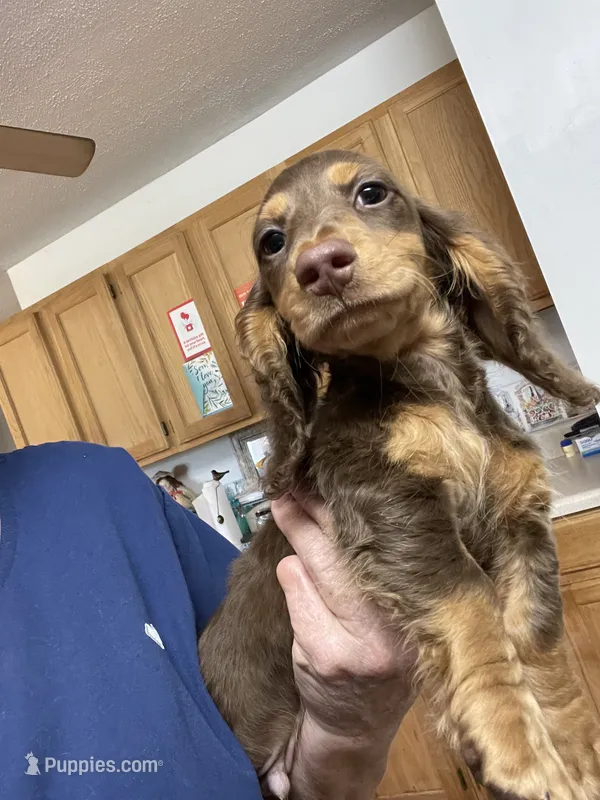 Lane – Miniature Dachshund puppy for sale in Okeechobee, FL