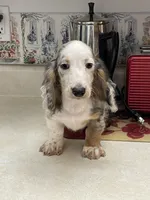Silk, a male Miniature Dachshund for sale in Okeechobee, FL – 3 of 10