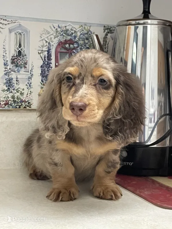 Poncho – Miniature Dachshund puppy for sale in Okeechobee, FL