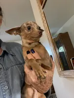Pete, a male Chihuahua for sale in Okeechobee, FL – 4 of 10